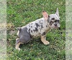 Small #78 Breeder Profile image