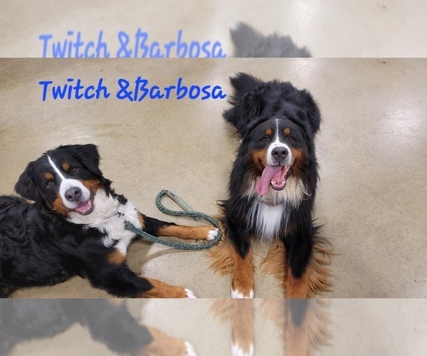 Medium Photo #1  Breeder Profile in ROCKFORD, IL, USA