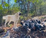 Small breeder photo