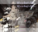 Small #8 Breeder Profile image