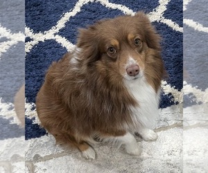 Miniature Australian Shepherd Dog Breeder near PLATTE CITY, MO, USA