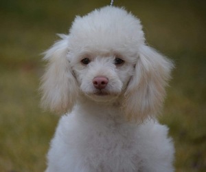 Poodle (Miniature) Dog Breeder near MOSES LAKE, WA, USA