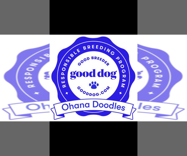 Medium Photo #30  Breeder Profile in HALTOM CITY, TX, USA
