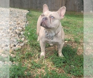 French Bulldog Dog Breeder near INDIANAPOLIS, IN, USA
