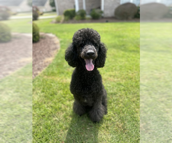 Medium Photo #1  Breeder Profile in GREENVILLE, NC, USA