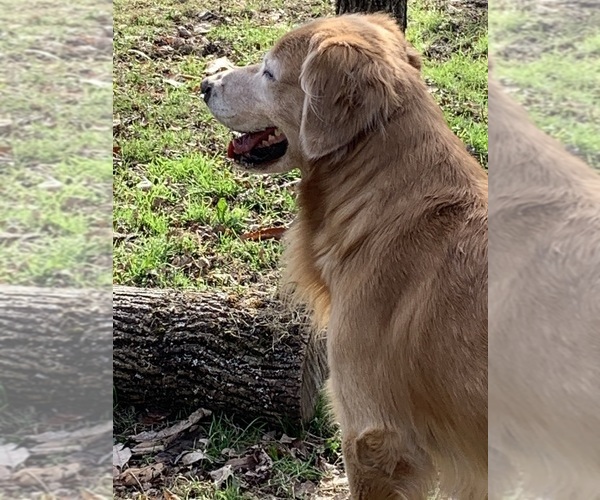 Medium Photo #38  Breeder Profile in LAKE GEORGE, NY, USA