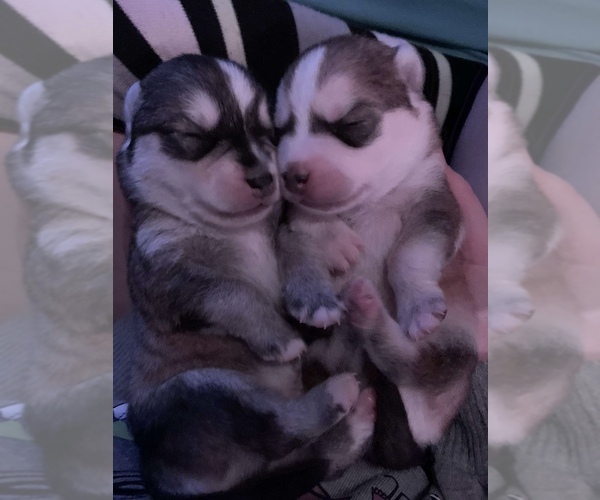 Medium Photo #1  Breeder Profile in WATERFORD, MI, USA