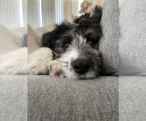 Medium Photo #16  Breeder Profile in LAKELAND, FL, USA