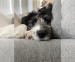 Small #15 Breeder Profile image