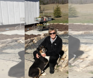 Australian Shepherd Dog Breeder near LOGANVILLE, GA, USA