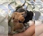 Small #11 Breeder Profile image