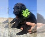 Small #67 Breeder Profile image