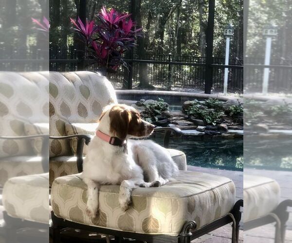 Medium Photo #54  Breeder Profile in HORTENSE, GA, USA