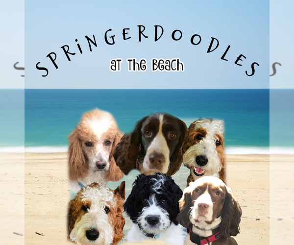 Medium Photo #1  Breeder Profile in MURRELLS INLET, SC, USA