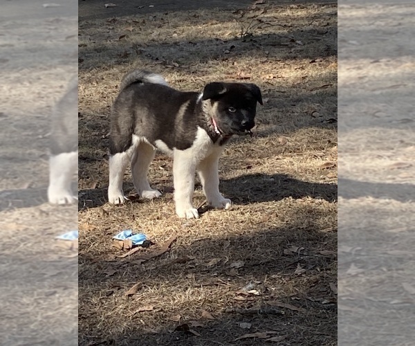 Medium Photo #16  Breeder Profile in MCDONOUGH, GA, USA