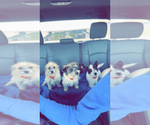 Small #1 Breeder Profile image