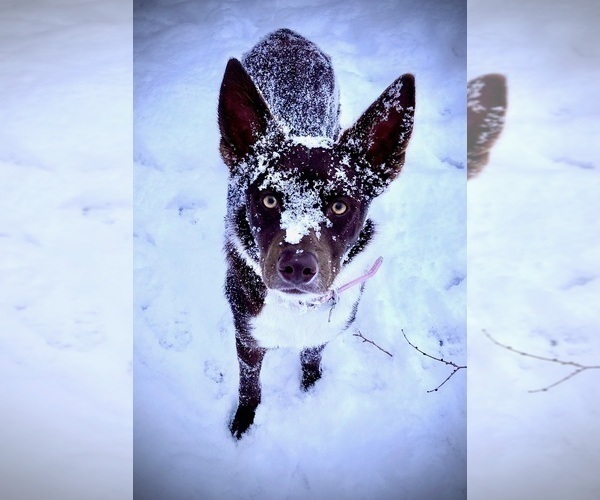 Medium Photo #8  Breeder Profile in CAMAS, WA, USA