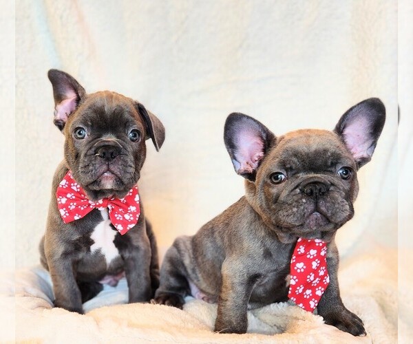 Medium Photo #1  Breeder Profile in EWING, IL, USA
