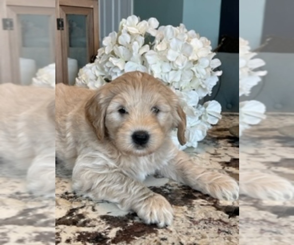 Medium Photo #11  Breeder Profile in AURORA, IL, USA