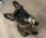 Small breeder photo