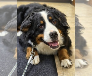 Bernese Mountain Dog Dog Breeder in KALONA,  USA