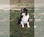 Small Photo #1  Breeder Profile in KANSAS CITY, MO, USA
