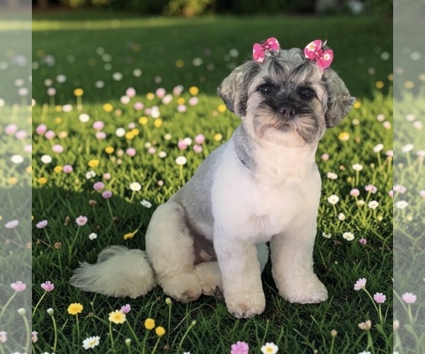 Medium Photo #1  Breeder Profile in MAYO, FL, USA