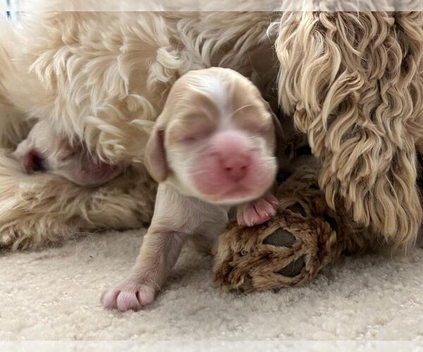 Medium Photo #64  Breeder Profile in Aylmer, Ontario, Canada