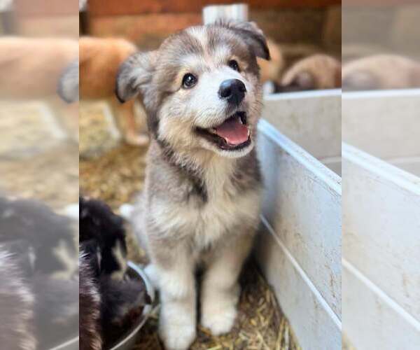 Medium Photo #1  Breeder Profile in HICKORY, NC, USA
