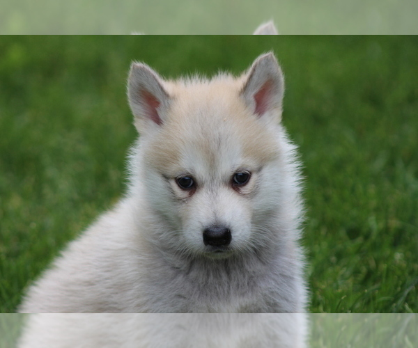 Medium Photo #5  Breeder Profile in SAINT IGNATIUS, MT, USA