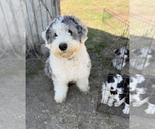 Medium Photo #12  Breeder Profile in CLEBURNE, TX, USA