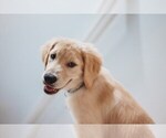 Small breeder photo