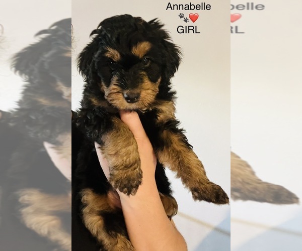 Medium Photo #3  Breeder Profile in VISALIA, CA, USA