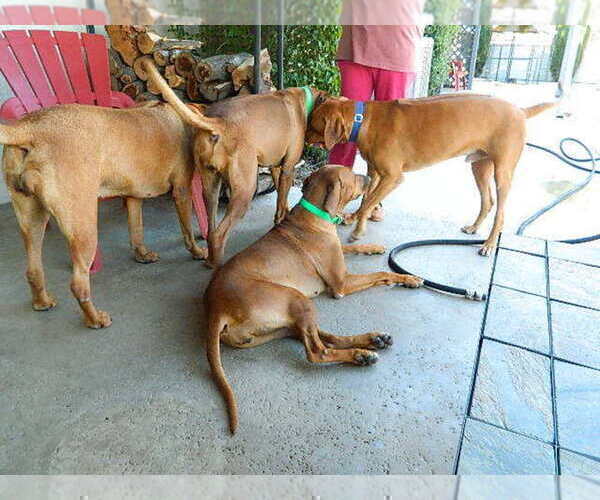 Medium Photo #7  Breeder Profile in HESPERIA, CA, USA