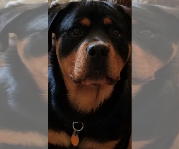Medium Photo #1  Breeder Profile in FAIRBURY, NE, USA