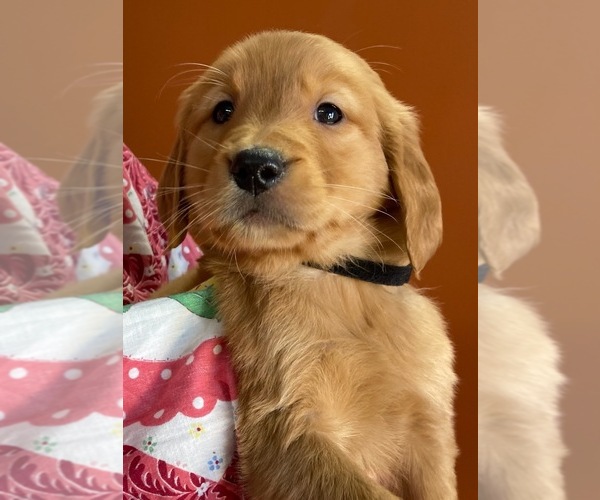 Medium Photo #1  Breeder Profile in DALLAS, WI, USA