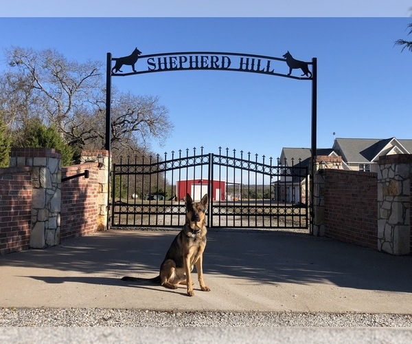 Medium Photo #1  Breeder Profile in SHERMAN, TX, USA