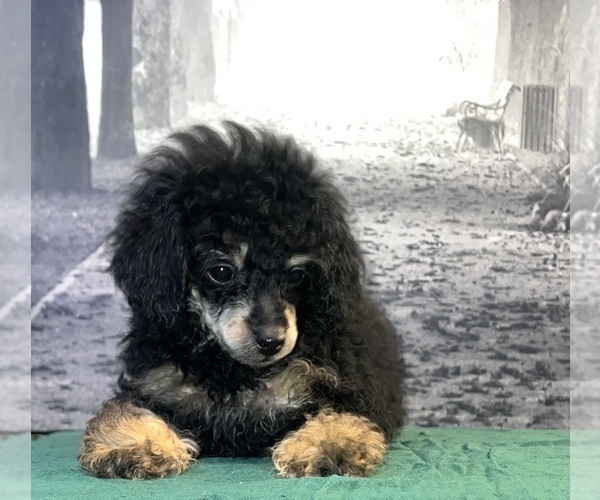 Medium Photo #1  Breeder Profile in BRONX, NY, USA