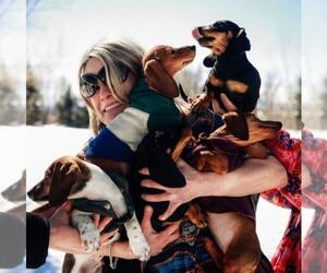 Dachshund Dog Breeder in STEAMBOAT SPRINGS,  USA