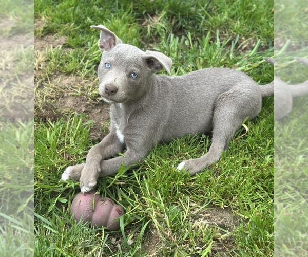 Medium Photo #70  Breeder Profile in CAMAS, WA, USA