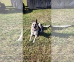 Small #9 Breeder Profile image