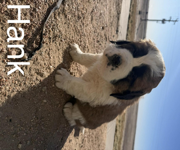 Medium Photo #20  Breeder Profile in OTIS, CO, USA