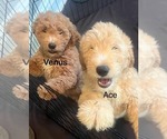 Small breeder photo