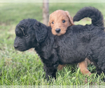 Small #1 Breeder Profile image