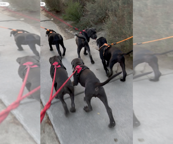 Medium Photo #2  Breeder Profile in WOODLAND HILLS, CA, USA