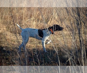 German Shorthaired Pointer Dog Breeder near PERRY, KS, USA