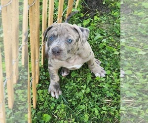 American Bully Dog Breeder near NOBLESVILLE, IN, USA