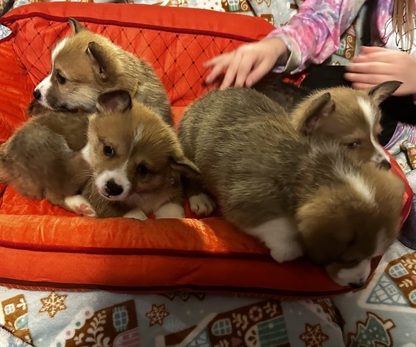 Medium Photo #1  Breeder Profile in CARTHAGE, NY, USA