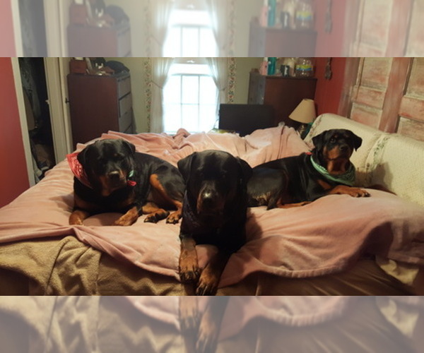 Medium Photo #1  Breeder Profile in CHARDON, OH, USA