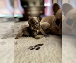Small #24 Breeder Profile image